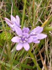 Scilla verna