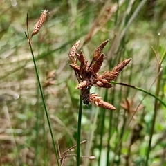 Schoenoplectus subulatus