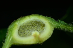 Phylloxera caryaemagna