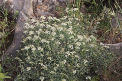 Hormathophylla spinosa