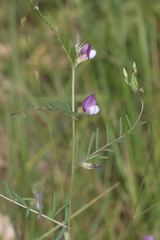 Vicia peregrina