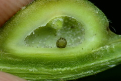 Phylloxera caryaemagna