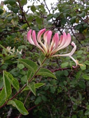 Lonicera etrusca