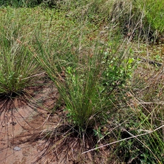 Schoenoplectus subulatus