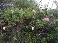 Lonicera etrusca