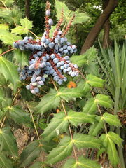 Berberis × hortensis