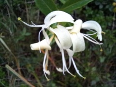 Lonicera etrusca