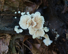 Crepidotus subverrucisporus