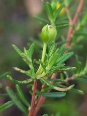 Hibbertia hypericoides hypericoides