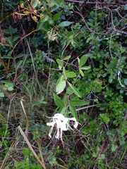 Lonicera etrusca