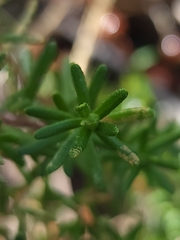 Hibbertia hypericoides hypericoides