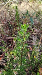 Hibbertia hypericoides hypericoides