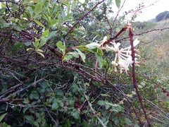 Lonicera etrusca
