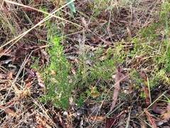 Hibbertia hypericoides hypericoides