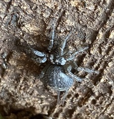 Thelechoris striatipes