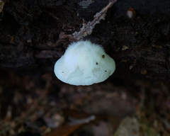 Crepidotus subverrucisporus