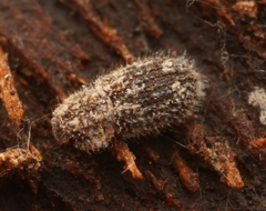 Ciconissus