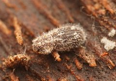 Ciconissus