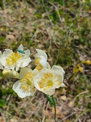 Thalictrum tuberosum