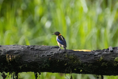 Iridophanes pulcherrimus