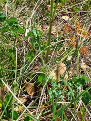 Thalictrum tuberosum