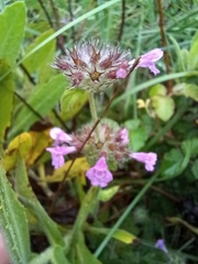 Clinopodium vulgare