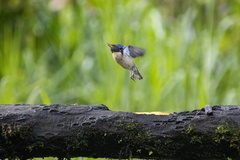 Iridophanes pulcherrimus