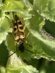 Xestoleptura