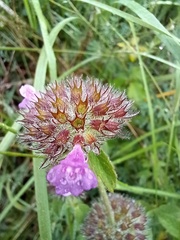 Clinopodium vulgare
