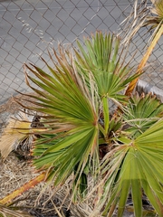 Washingtonia filifera