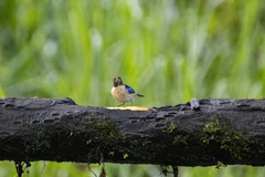 Iridophanes pulcherrimus