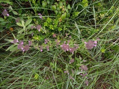 Clinopodium vulgare