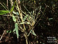 Phyllostachys makinoi