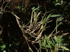 Phyllostachys makinoi