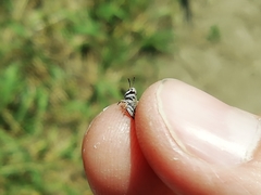 Dociostaurus brevicollis