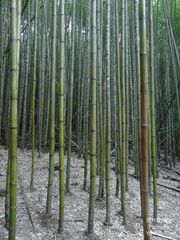 Phyllostachys makinoi