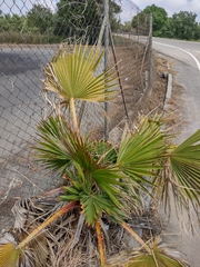 Washingtonia filifera