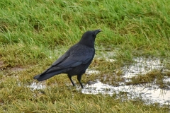 Corvus corone