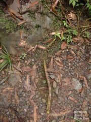 Phyllostachys makinoi