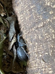 Thelechoris striatipes