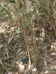Phyllostachys makinoi