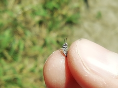 Dociostaurus brevicollis