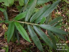 Phyllostachys makinoi