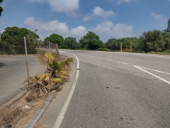 Washingtonia filifera