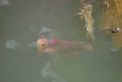 Osphronemus goramy