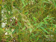 Phyllostachys makinoi