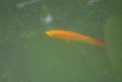 Osphronemus goramy