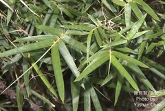 Phyllostachys makinoi
