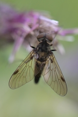 Chrysopilus cristatus