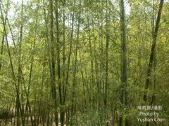 Phyllostachys makinoi